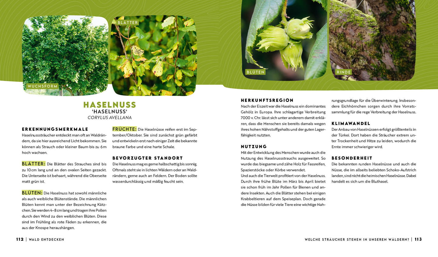 Warum wir den Wald brauchen – und er uns (Buch) - Vorbestellung